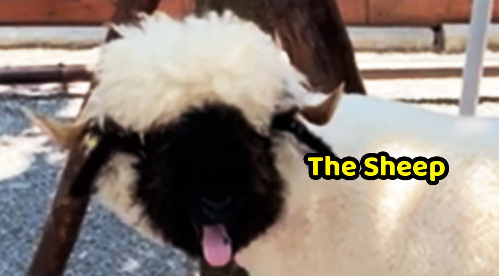 The Sheep – Pianobook